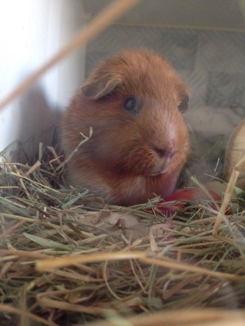 Marsvin Marley men har et andet navn på stamtavle :) billede 7