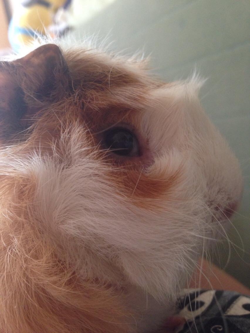 Marsvin Luna billede 2