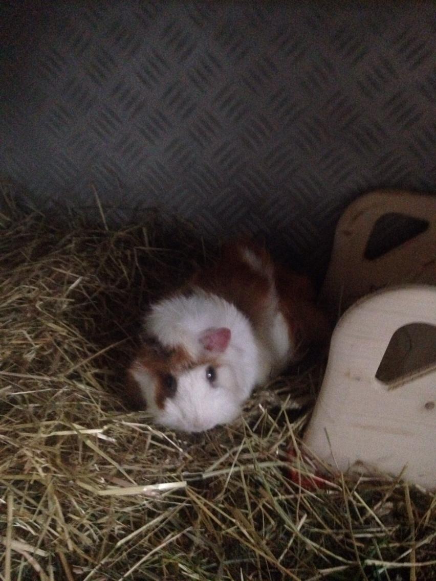 Marsvin Luna billede 1