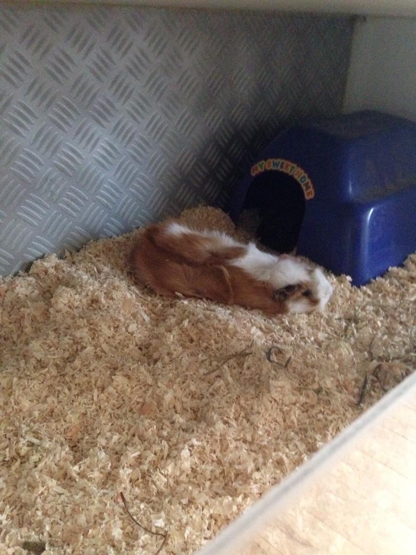 Marsvin Luna billede 3