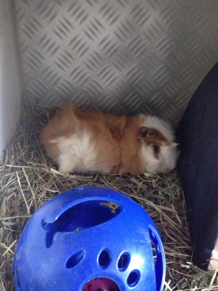 Marsvin Luna billede 5