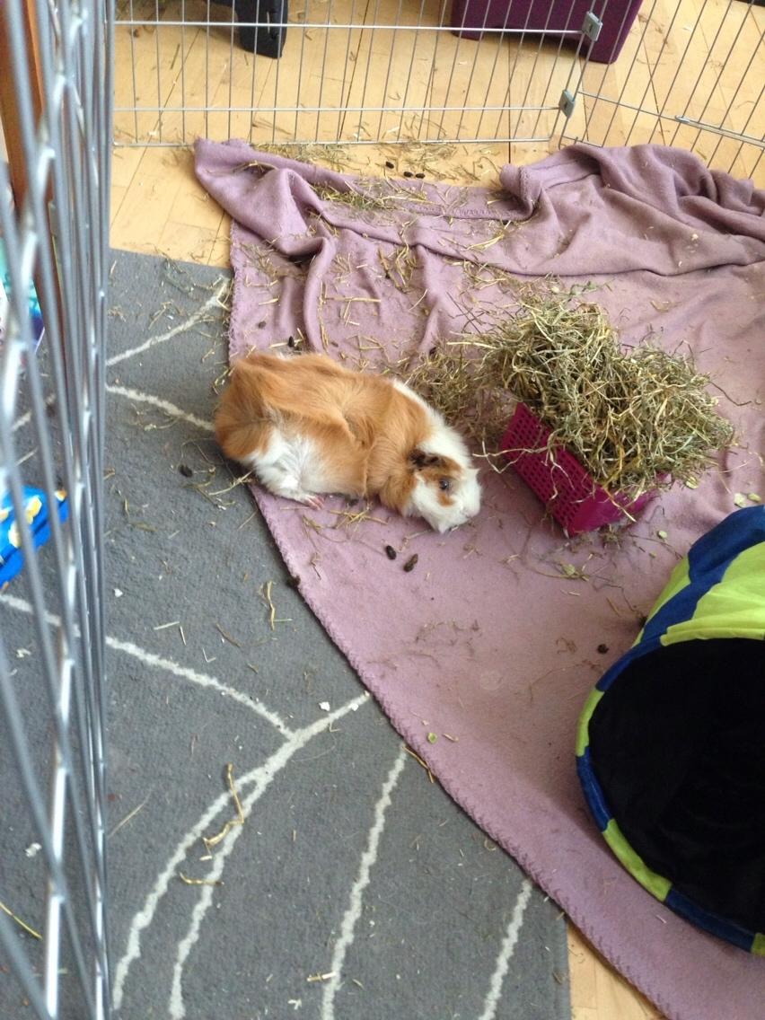 Marsvin Luna billede 4