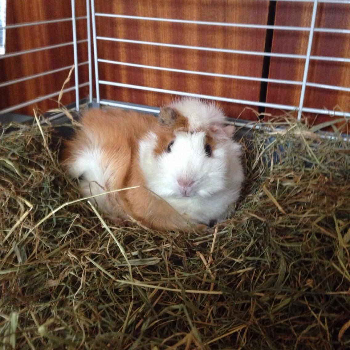 Marsvin Luna billede 6