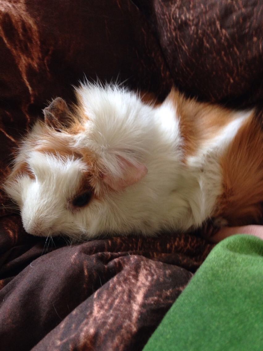 Marsvin Luna billede 8