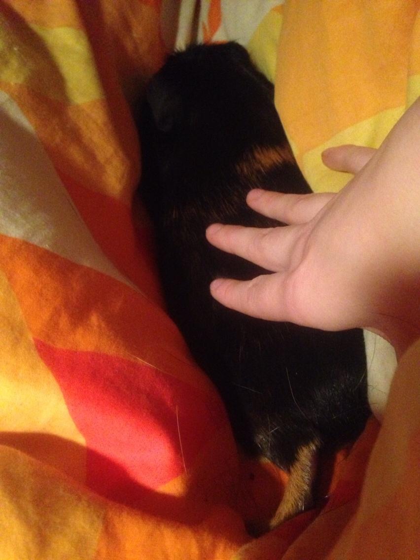 Marsvin Sally billede 1