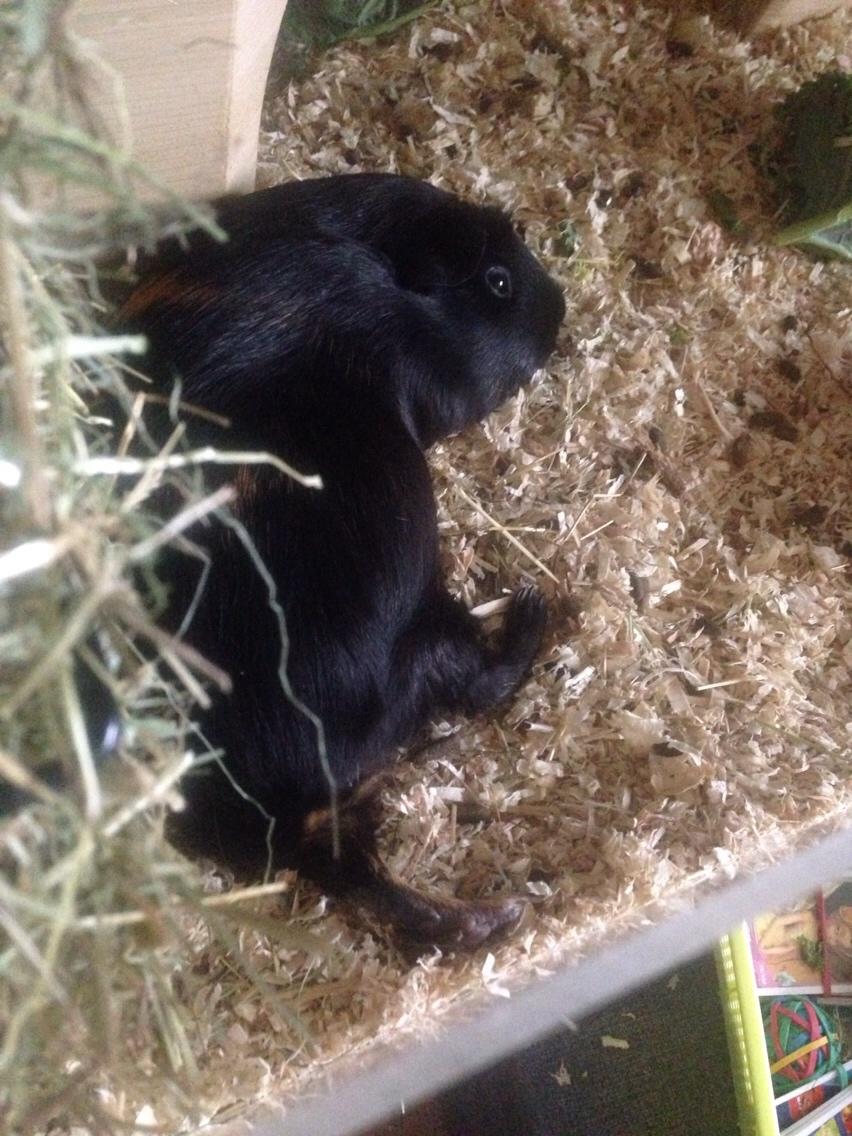 Marsvin Sally billede 2