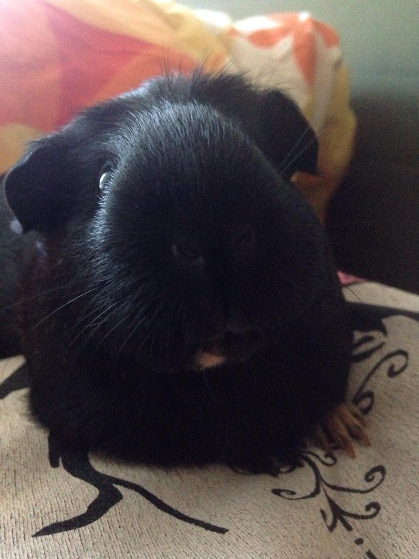 Marsvin Sally billede 4