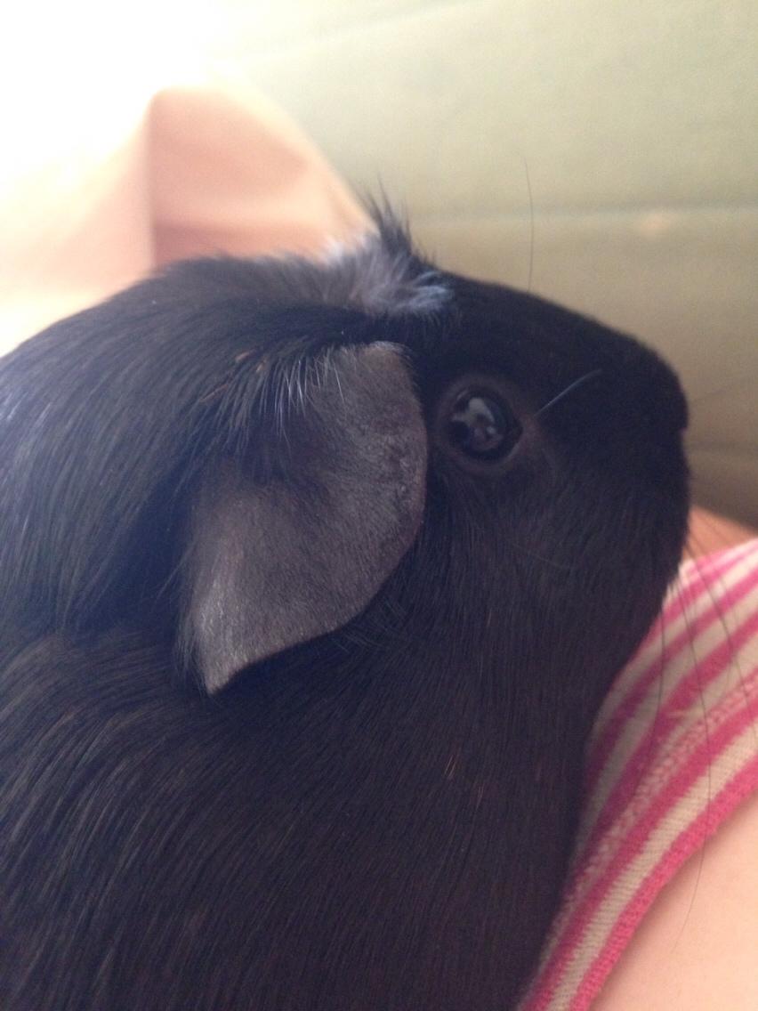 Marsvin Sally billede 5