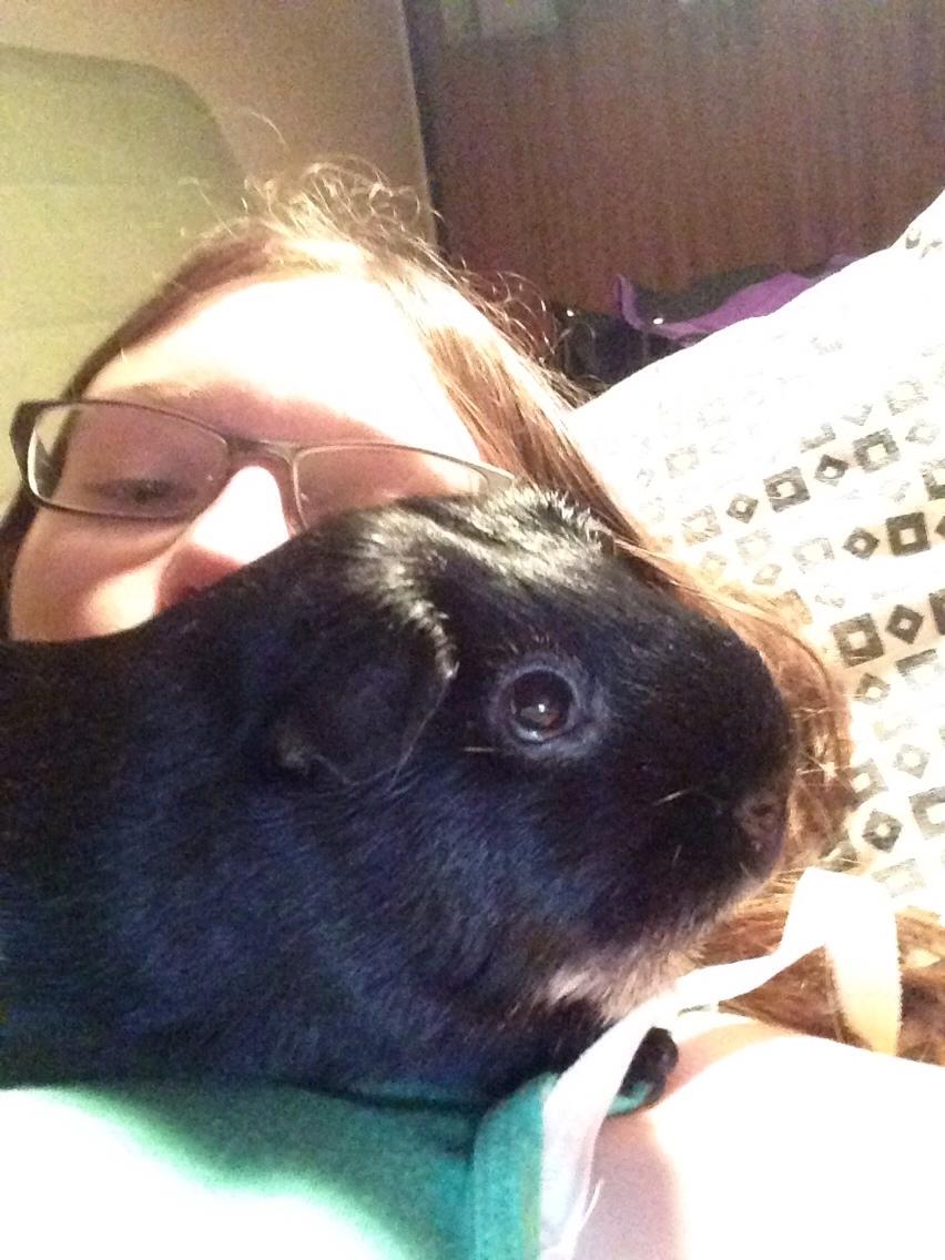 Marsvin Metogh billede 1