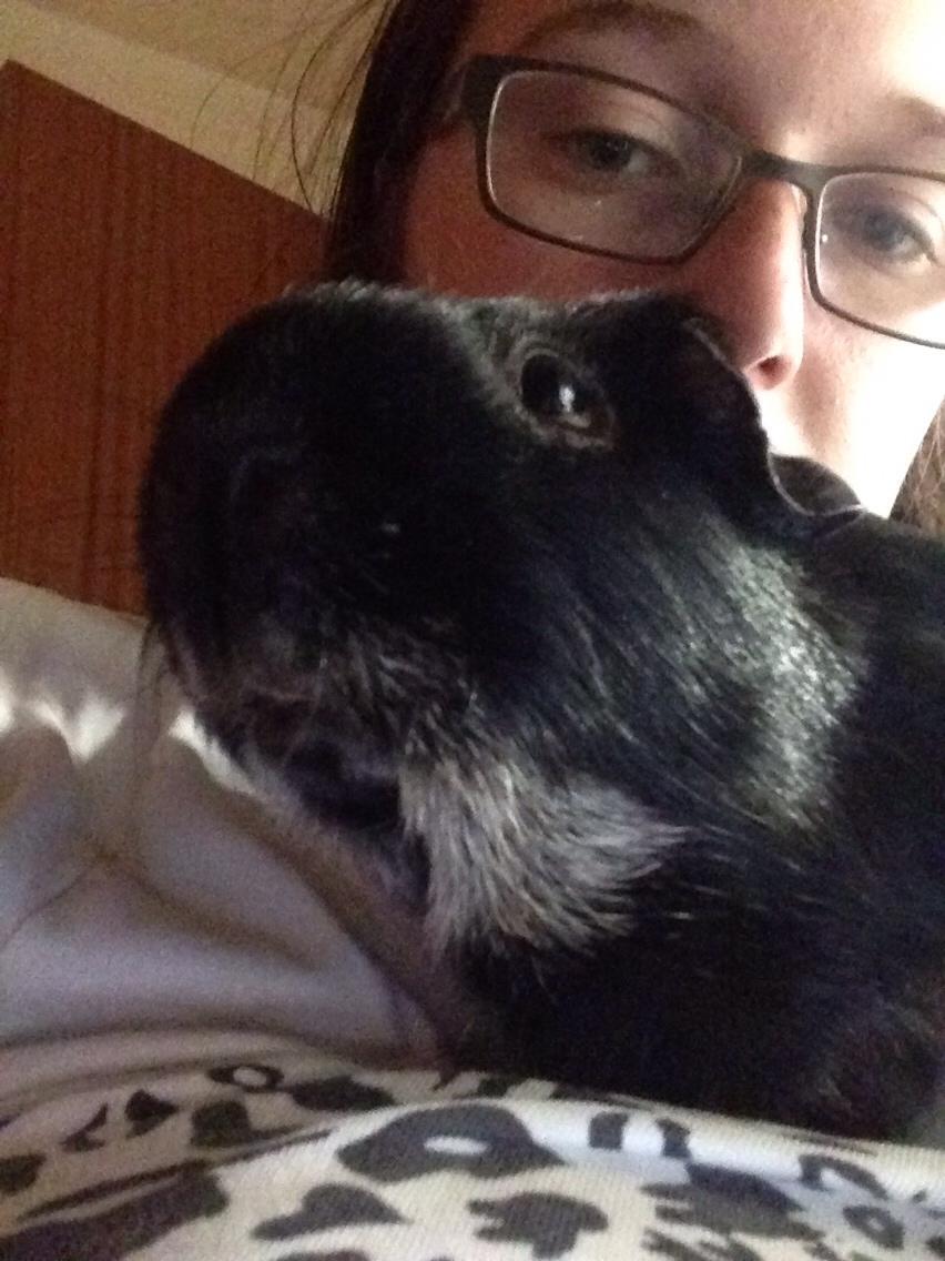 Marsvin Metogh billede 2