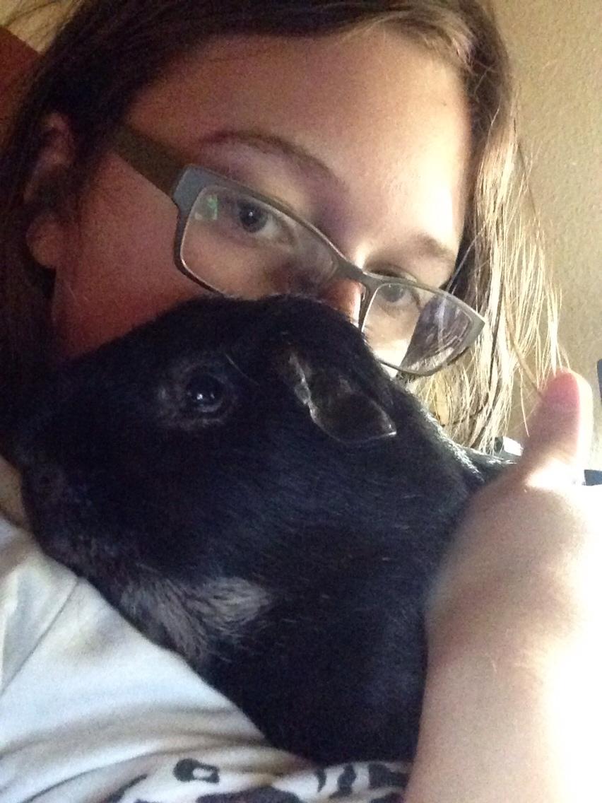 Marsvin Metogh billede 3