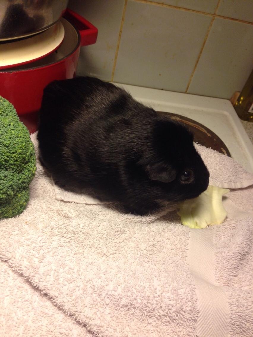 Marsvin Metogh billede 5