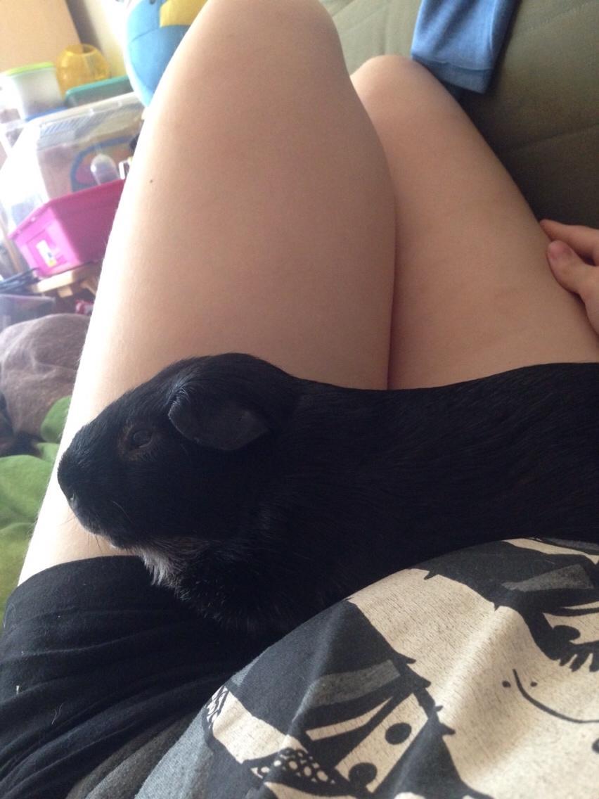 Marsvin Metogh billede 4