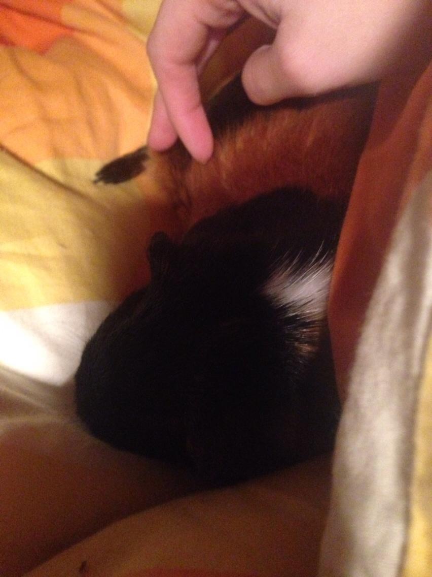 Marsvin Kaya billede 3