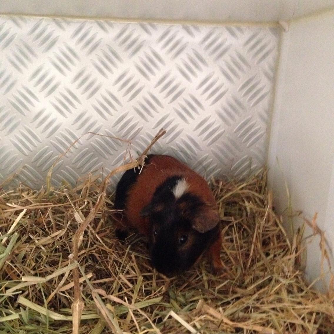 Marsvin Kaya billede 8