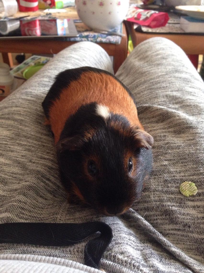 Marsvin Kaya billede 10