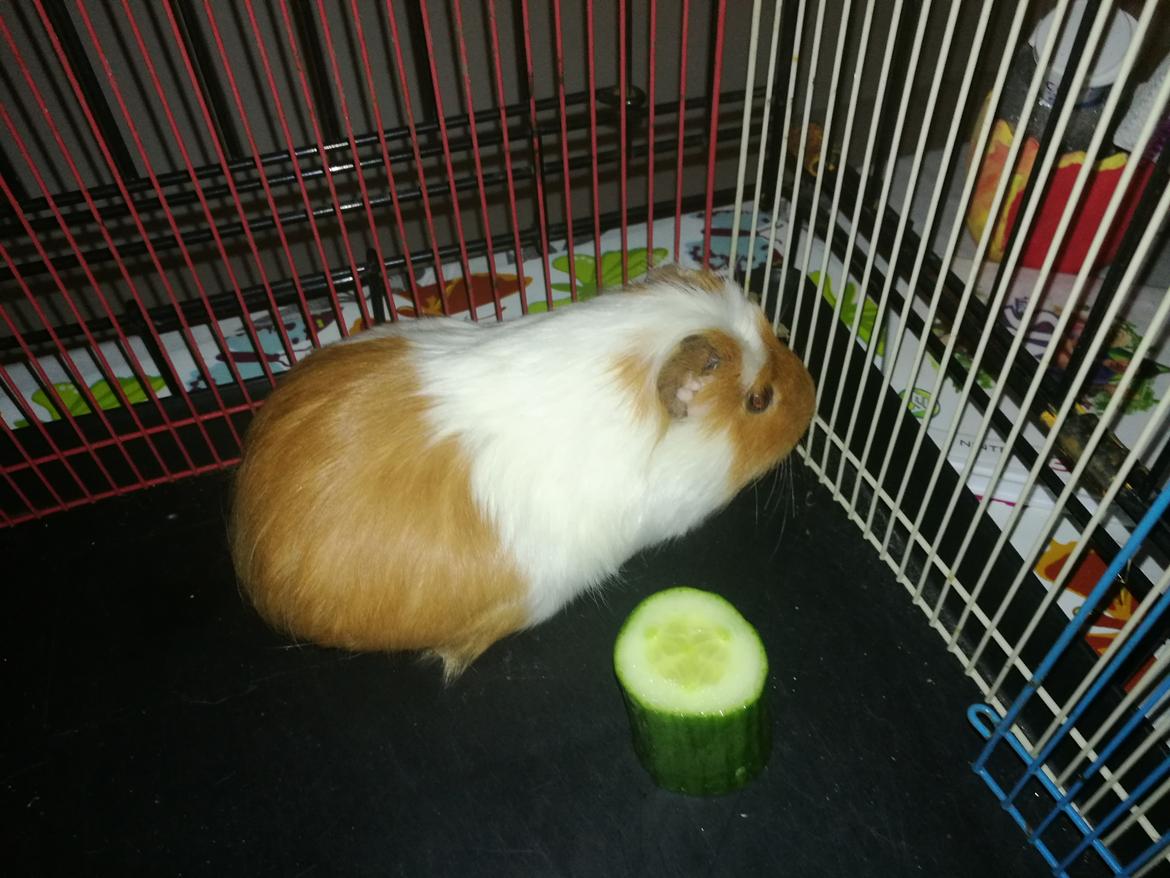 Marsvin Trille billede 9