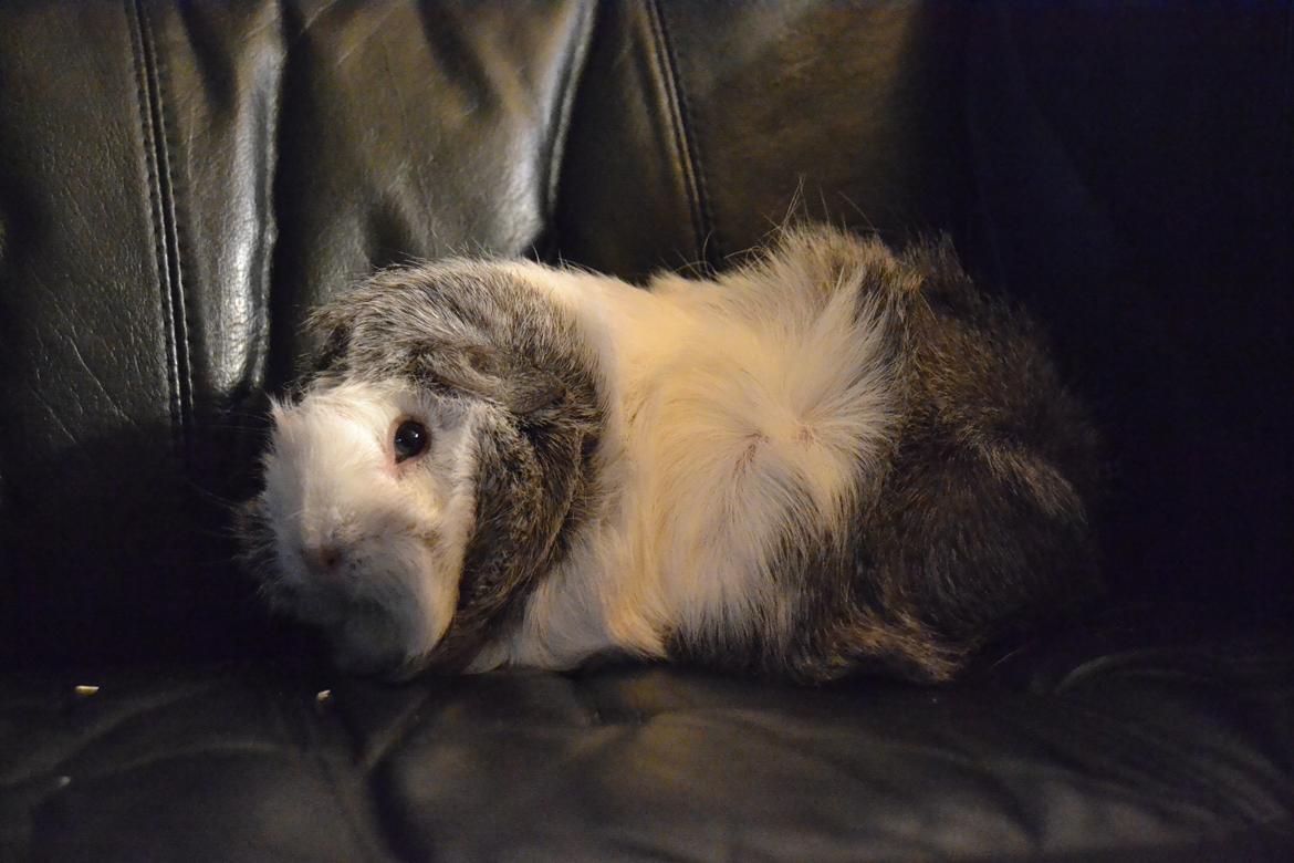 Marsvin Mew billede 18