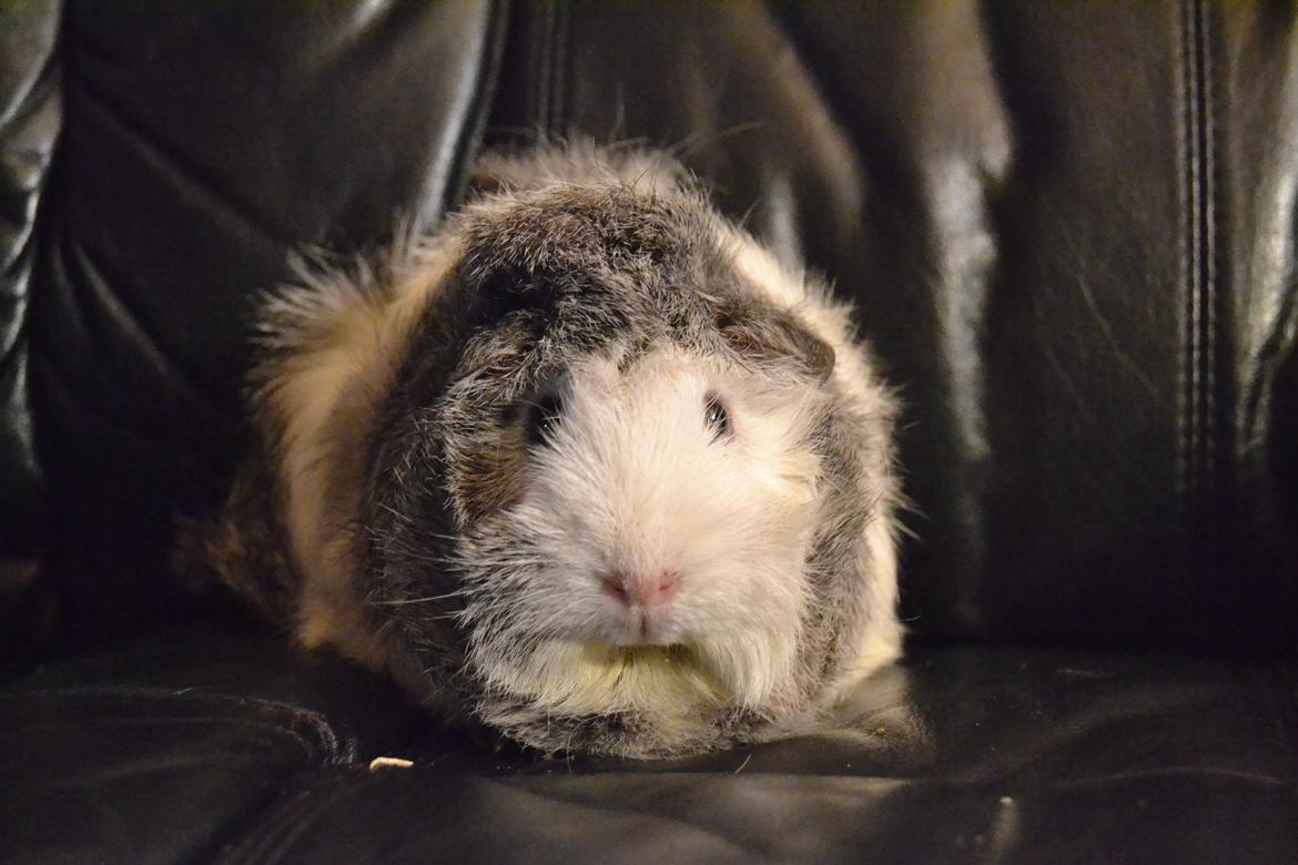 Marsvin Mew billede 16