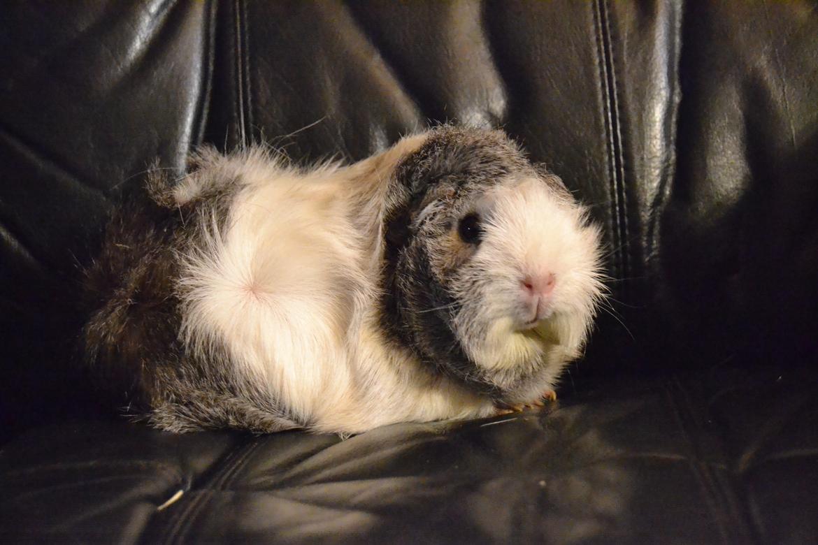 Marsvin Mew billede 17