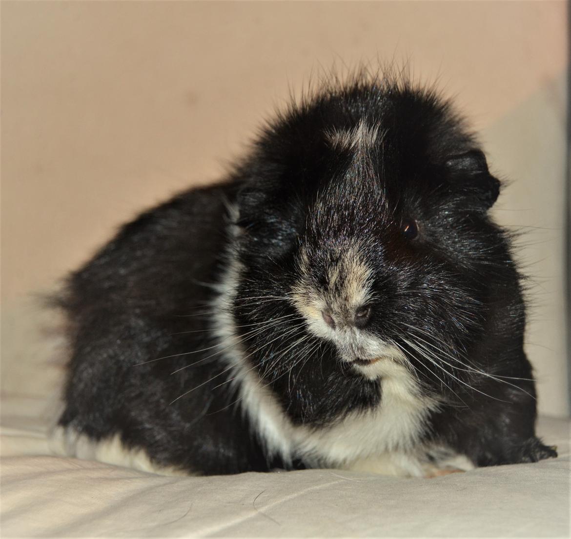 Marsvin Theodor  billede 2