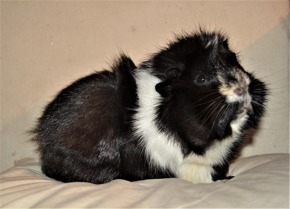 Marsvin Theodor  billede 3