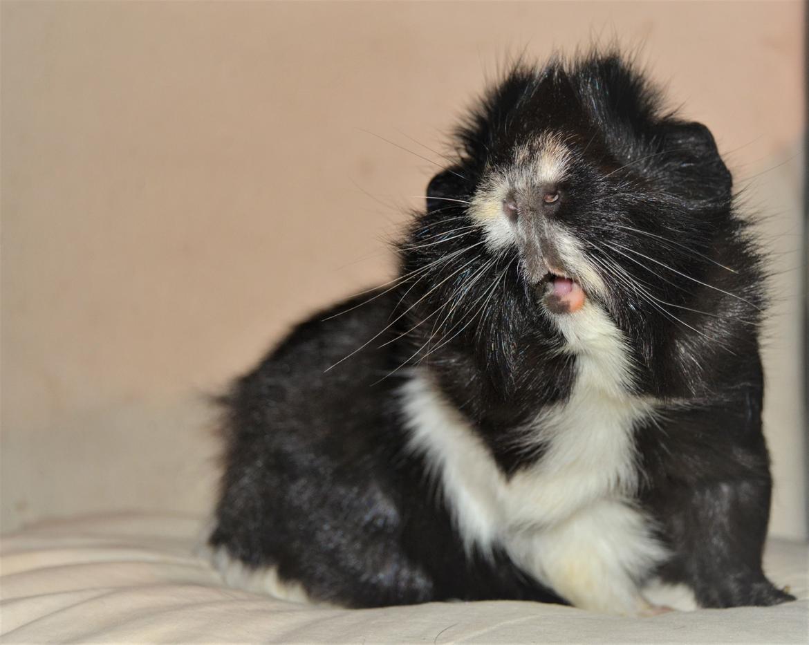 Marsvin Theodor  billede 1