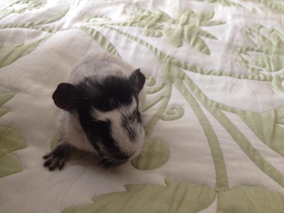 Marsvin zulo billede 2