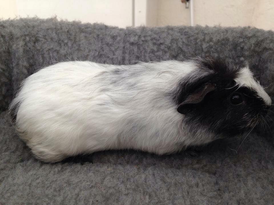 Marsvin zulo billede 6