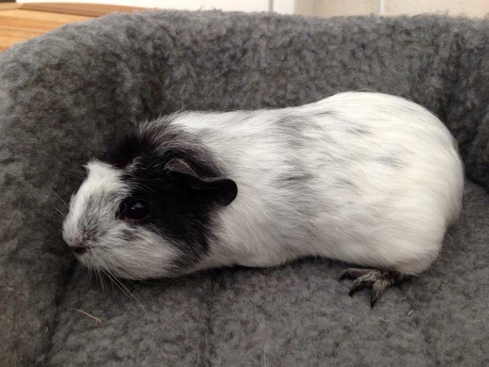 Marsvin zulo billede 7