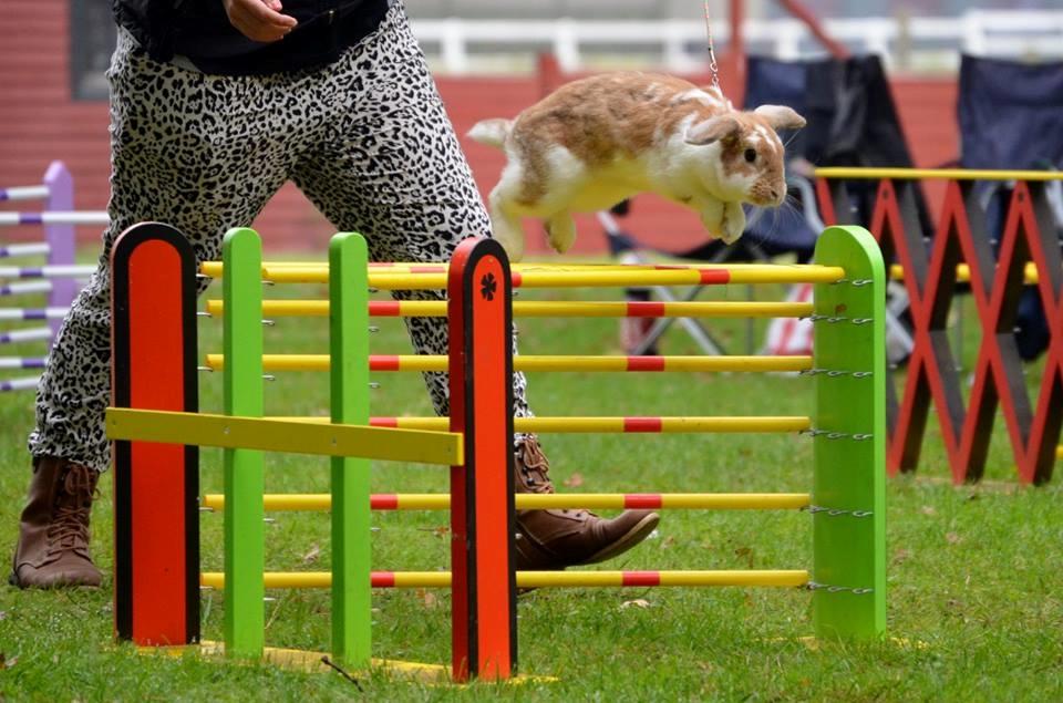 Kanin Hønsehusets Bibi Bine billede 11