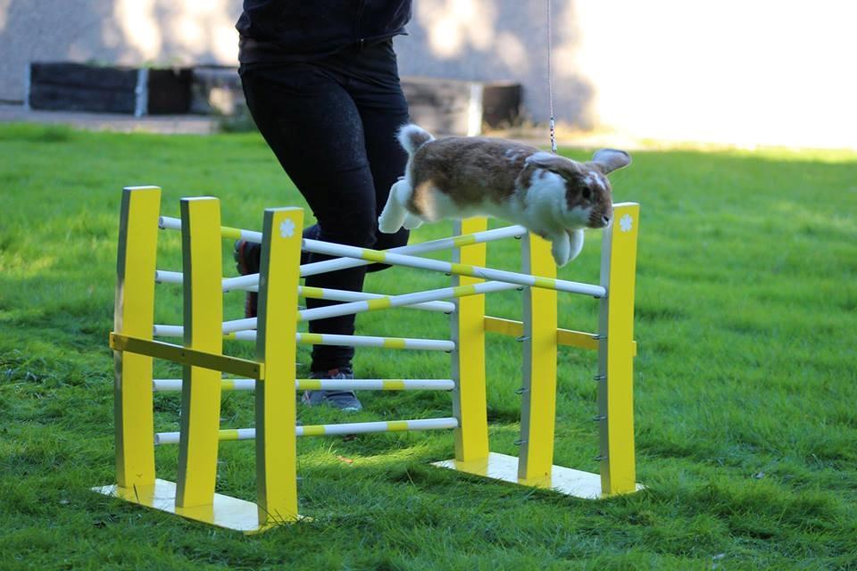 Kanin Hønsehusets Bibi Bine billede 12