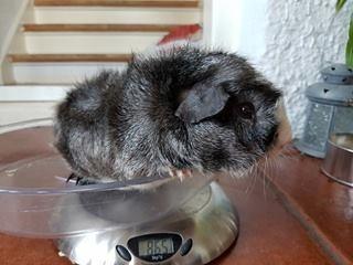 Marsvin lucky billede 5