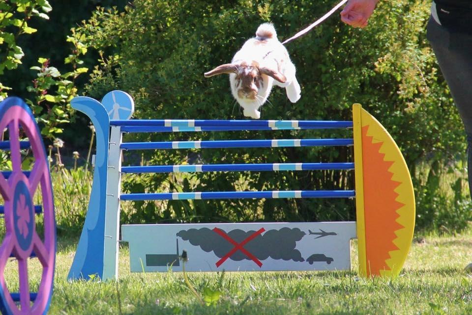 Kanin Funnys Nio-Nima billede 1