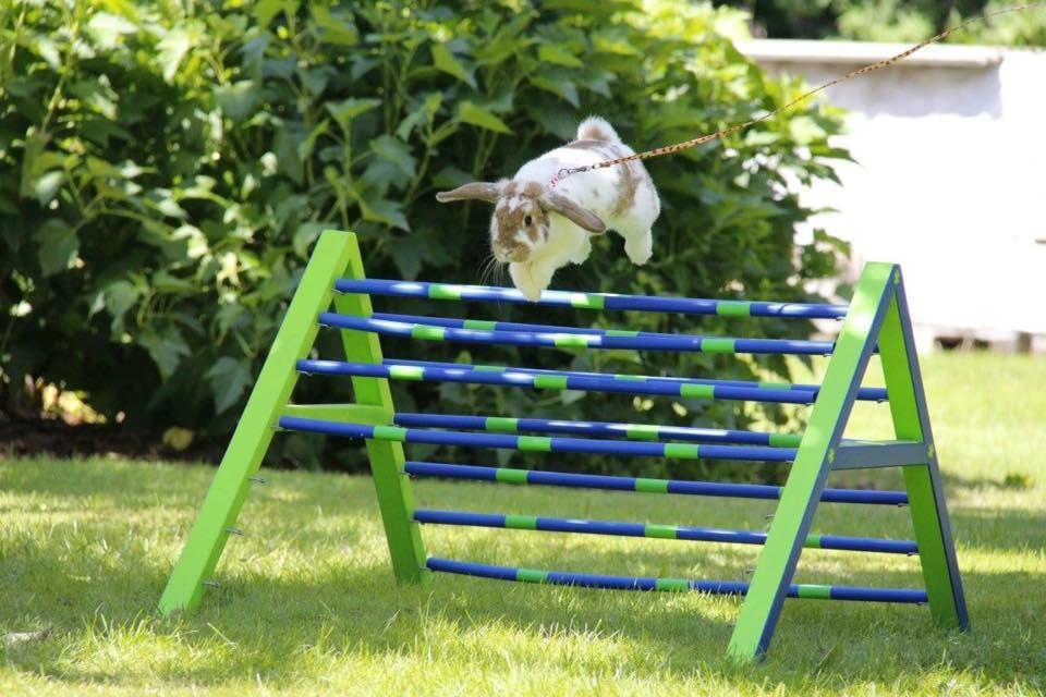 Kanin Funnys Nio-Nima billede 3