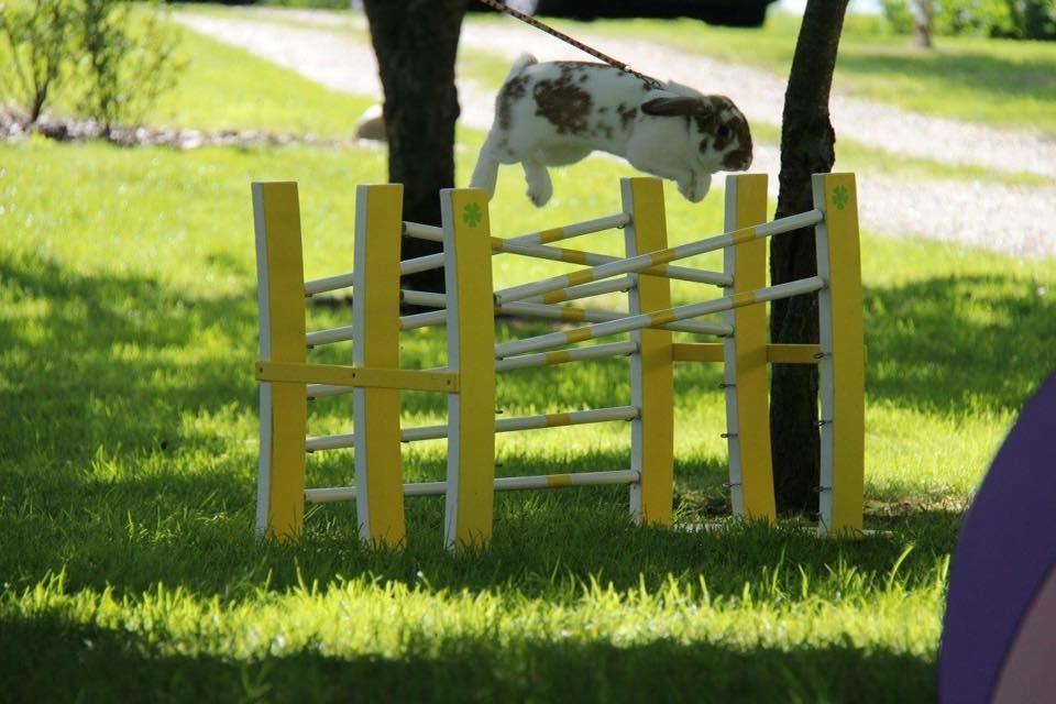 Kanin Funnys Nio-Nima billede 4