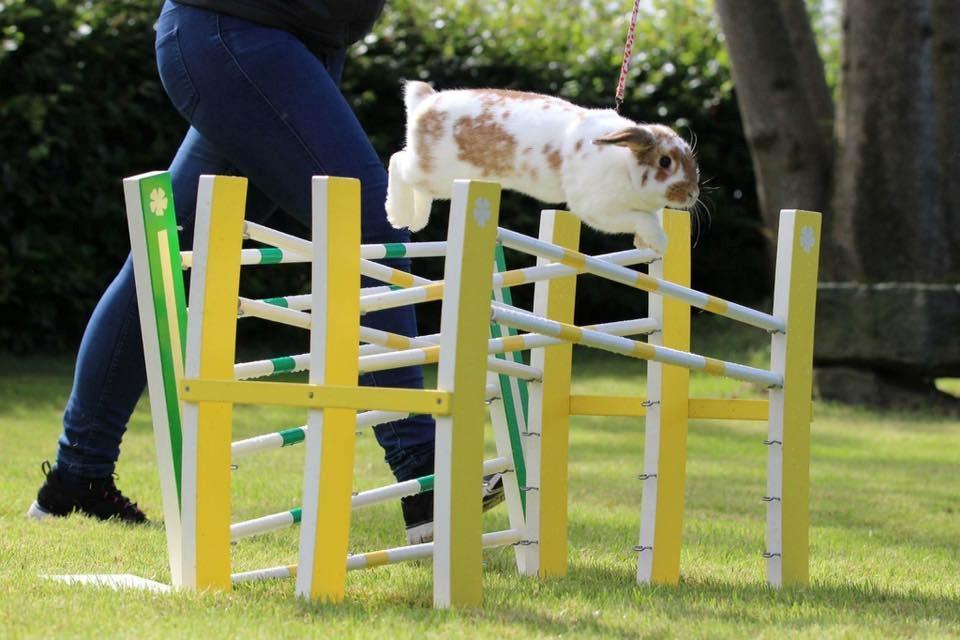 Kanin Funnys Nio-Nima billede 5