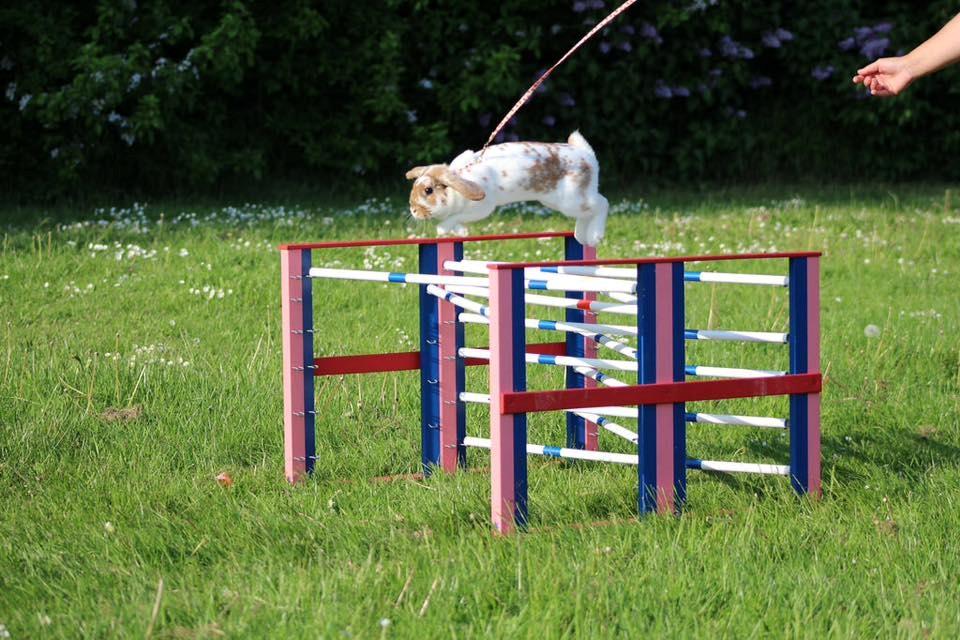 Kanin Funnys Nio-Nima billede 2