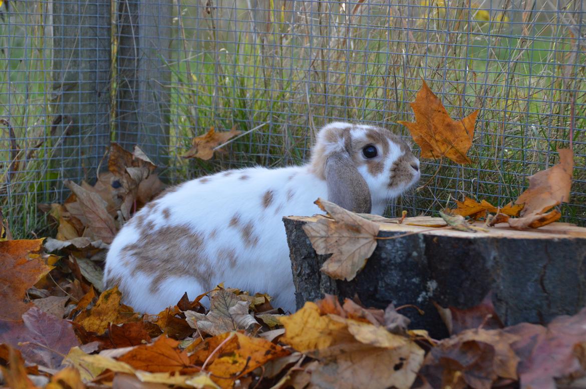 Kanin Funnys Nio-Nima billede 7