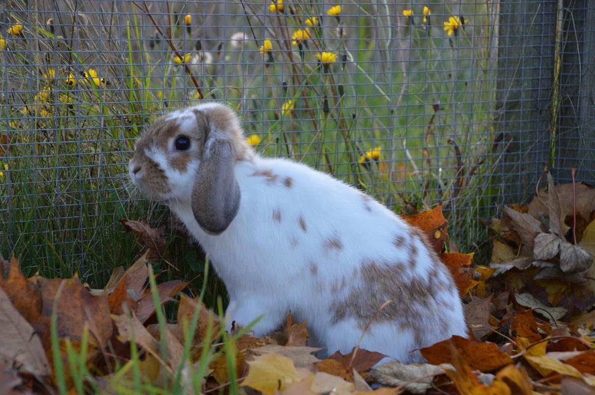 Kanin Funnys Nio-Nima billede 8