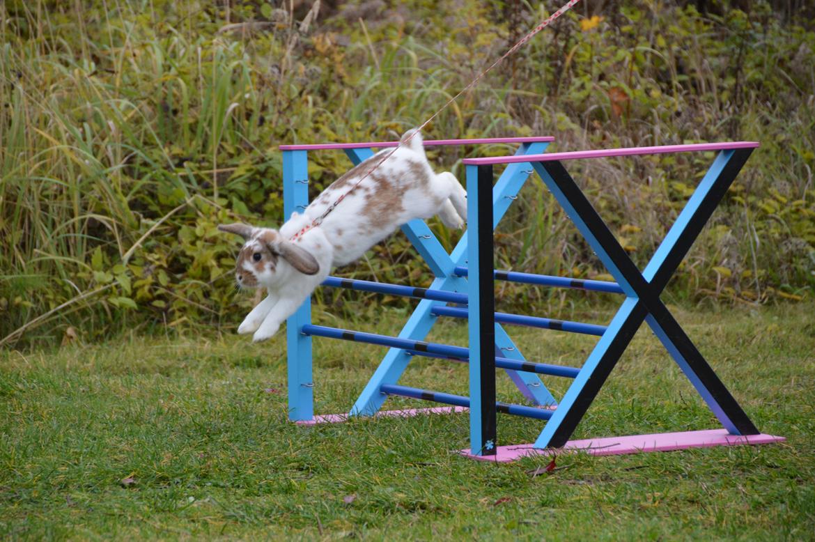 Kanin Funnys Nio-Nima billede 9