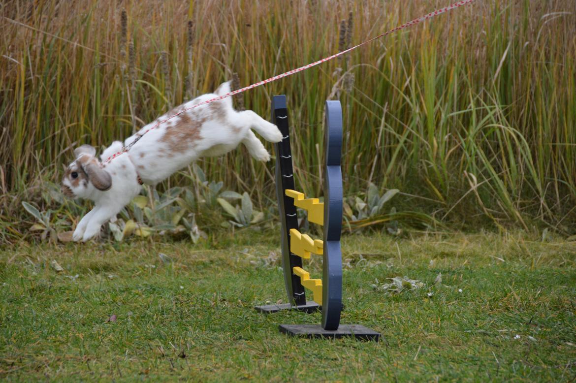 Kanin Funnys Nio-Nima billede 10