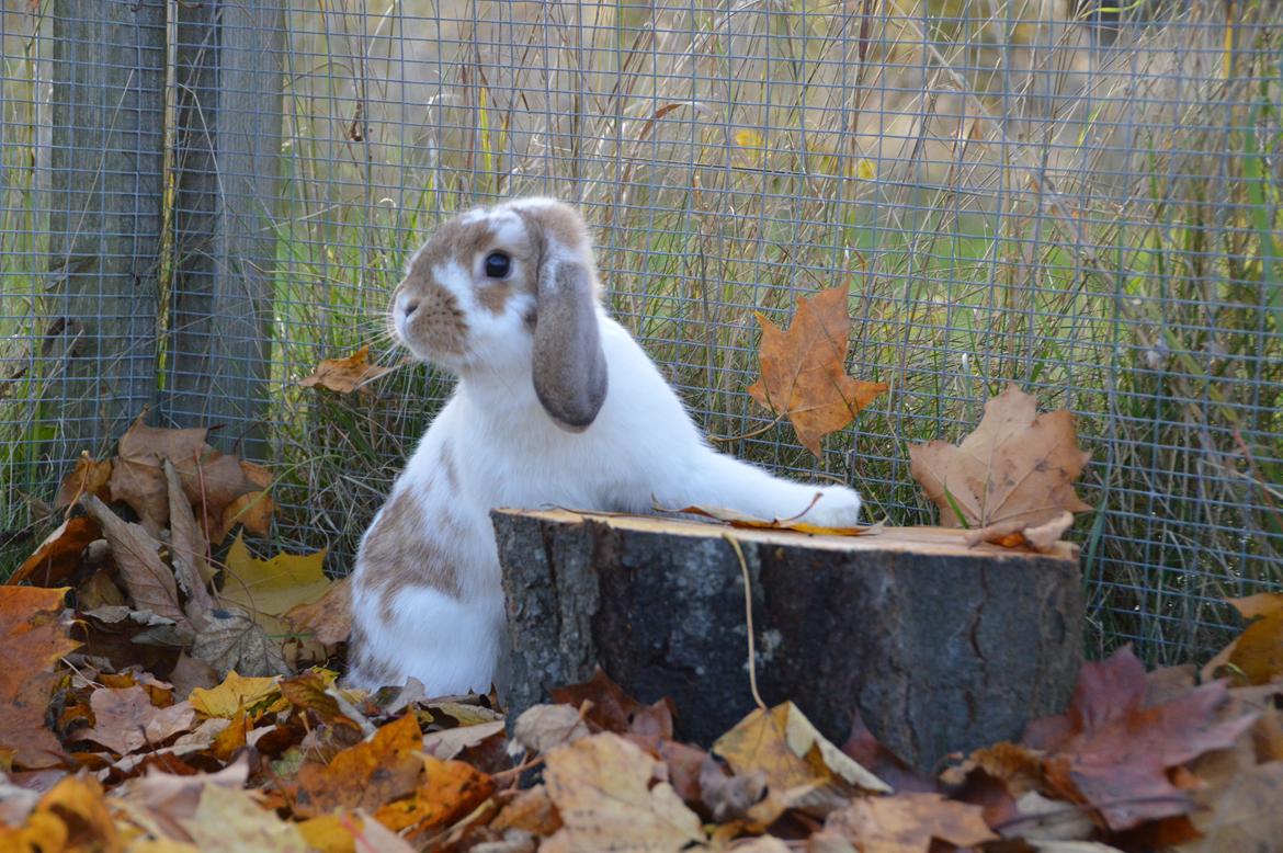 Kanin Funnys Nio-Nima billede 11