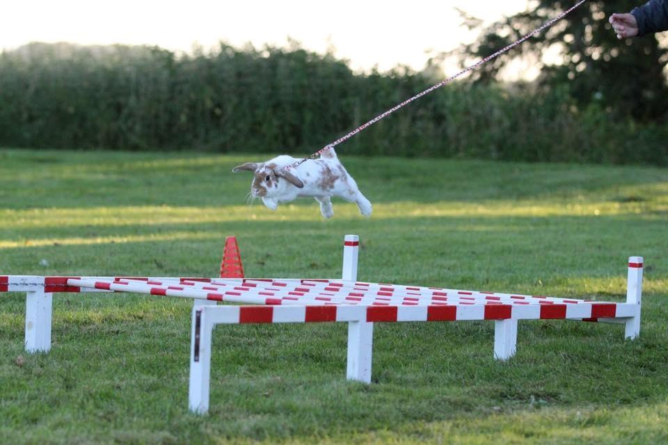 Kanin Funnys Nio-Nima billede 6