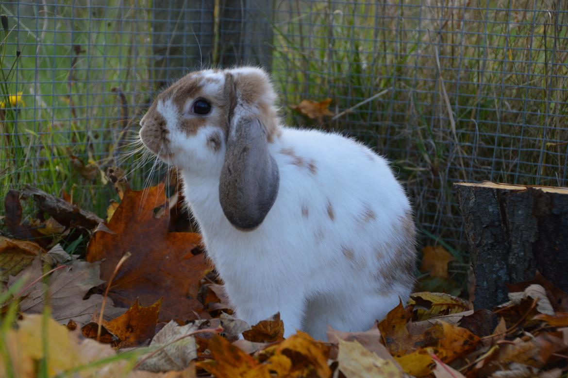 Kanin Funnys Nio-Nima billede 12