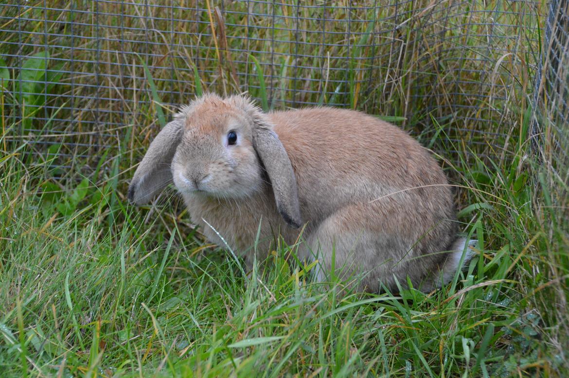 Kanin Funnys Nio-Nilo billede 2