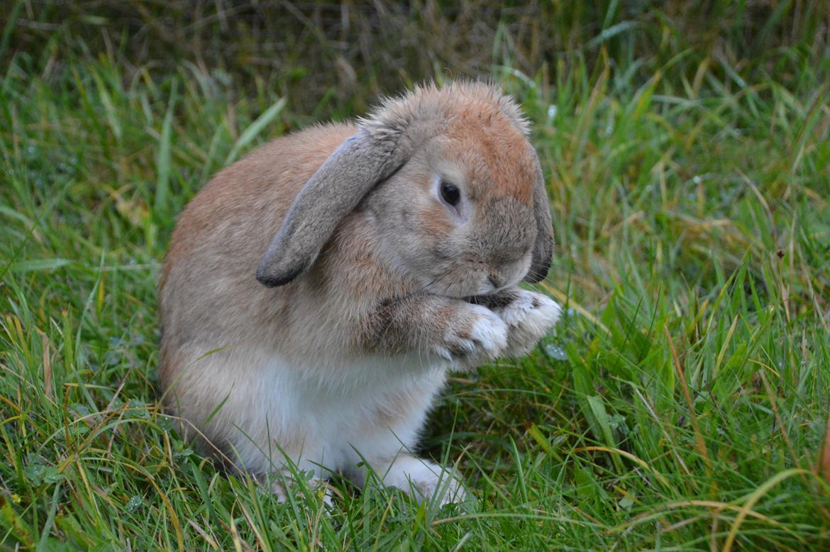 Kanin Funnys Nio-Nilo billede 3