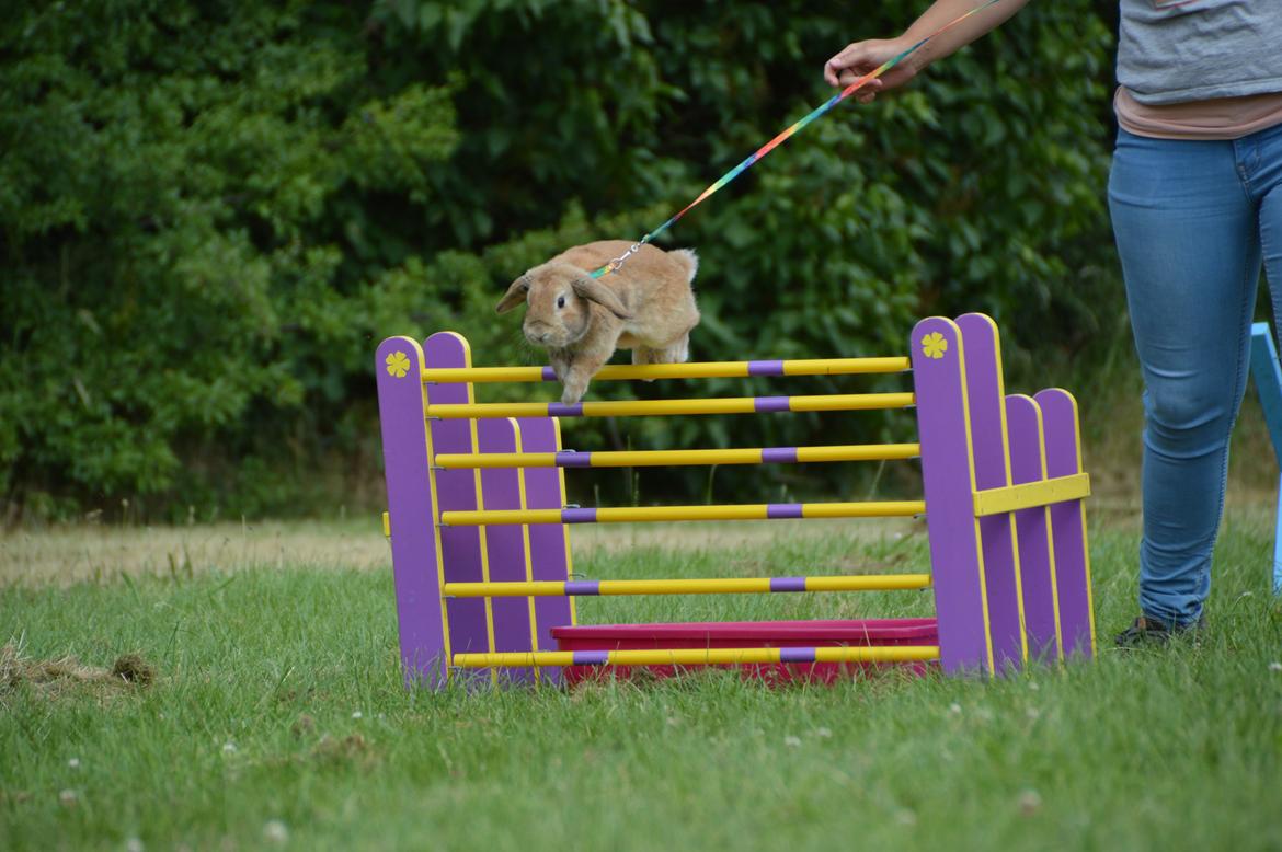 Kanin Funnys Nio-Nilo billede 1