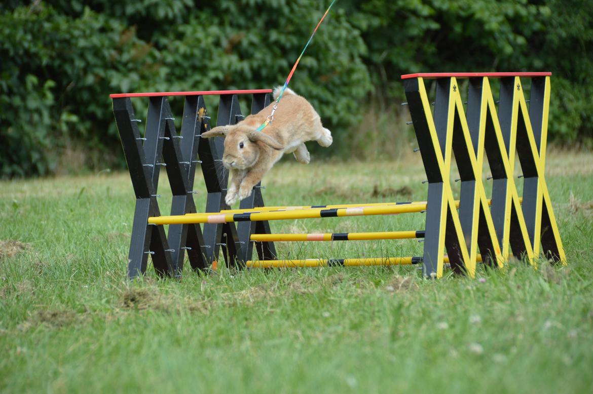 Kanin Funnys Nio-Nilo billede 5