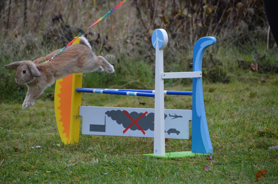 Kanin Funnys Nio-Nilo billede 6